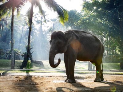 Mason-Taro-Elephant-Safari-Park-General-Information